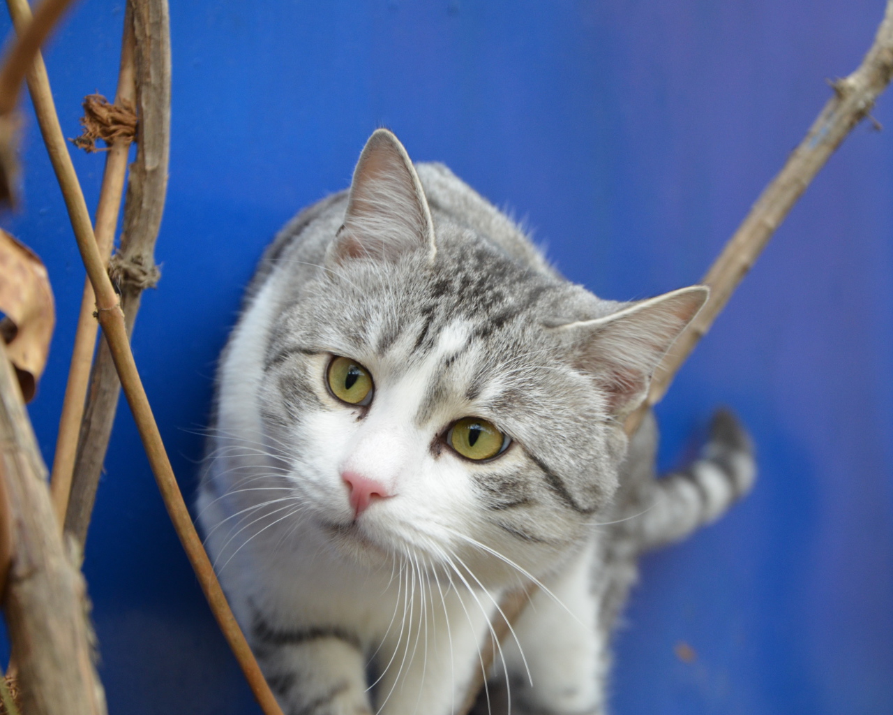 Глаза кота аравийский мау