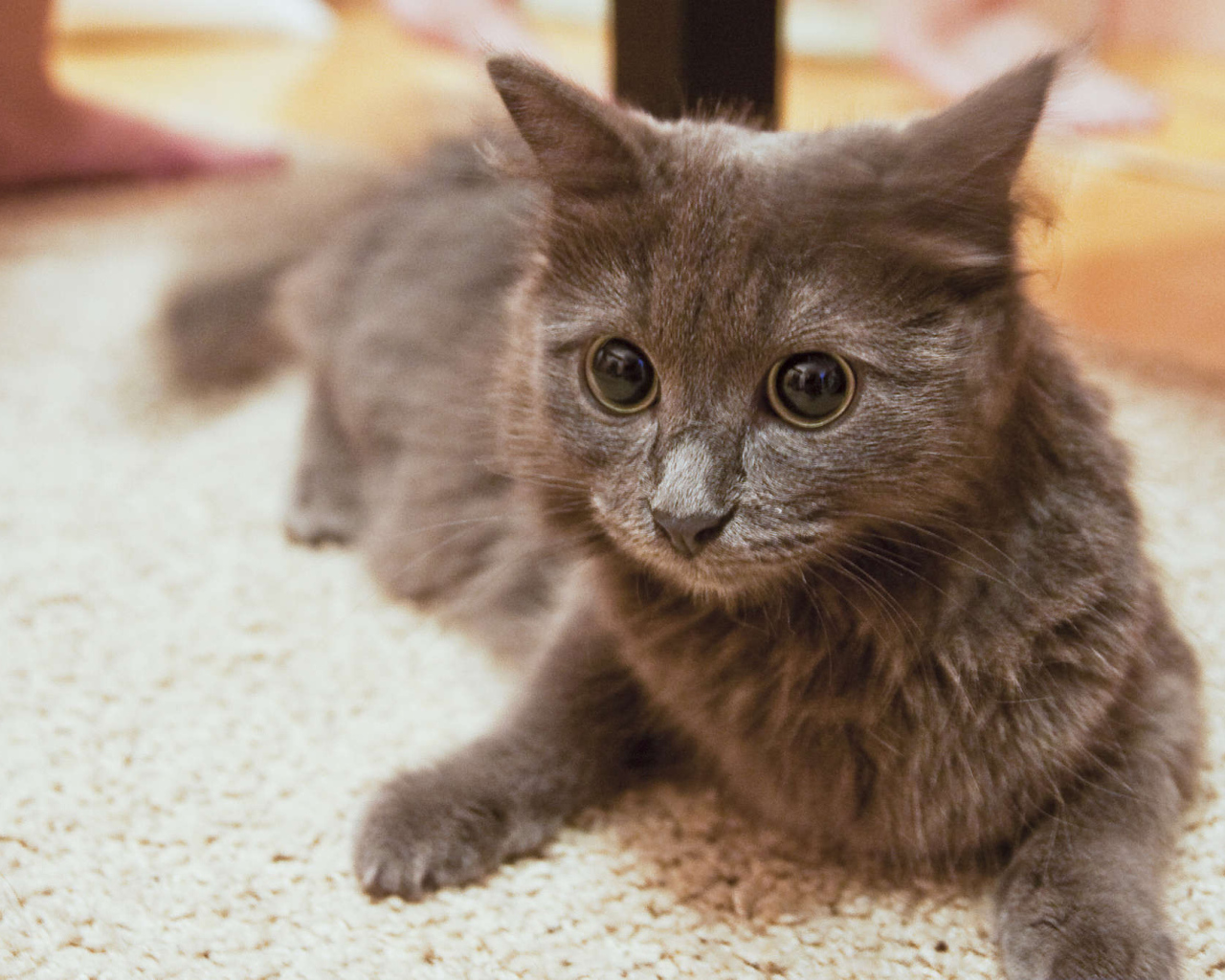 Глаза кота нибелунга