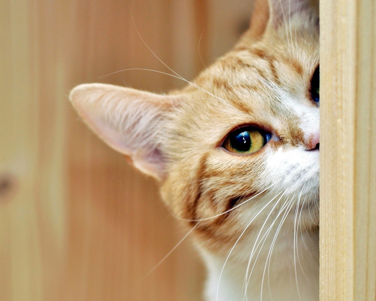 Кот выглядывает