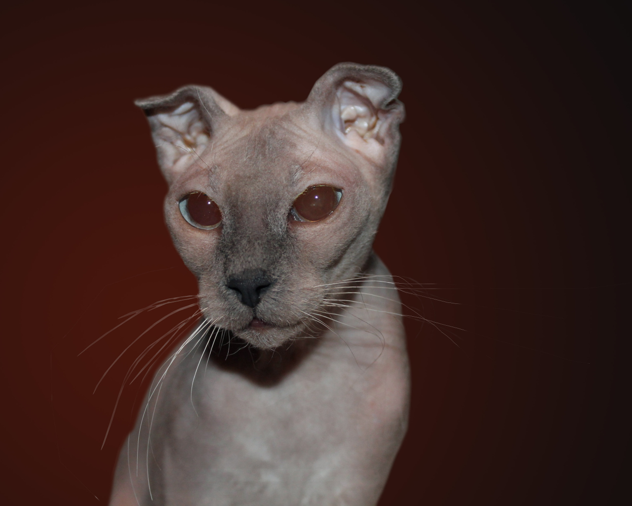 Кот украинский левкой