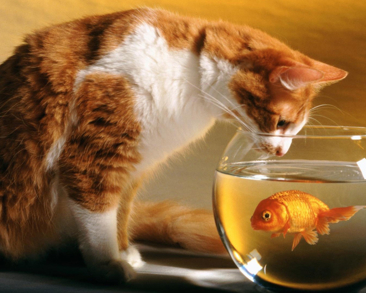 Кот и рыба