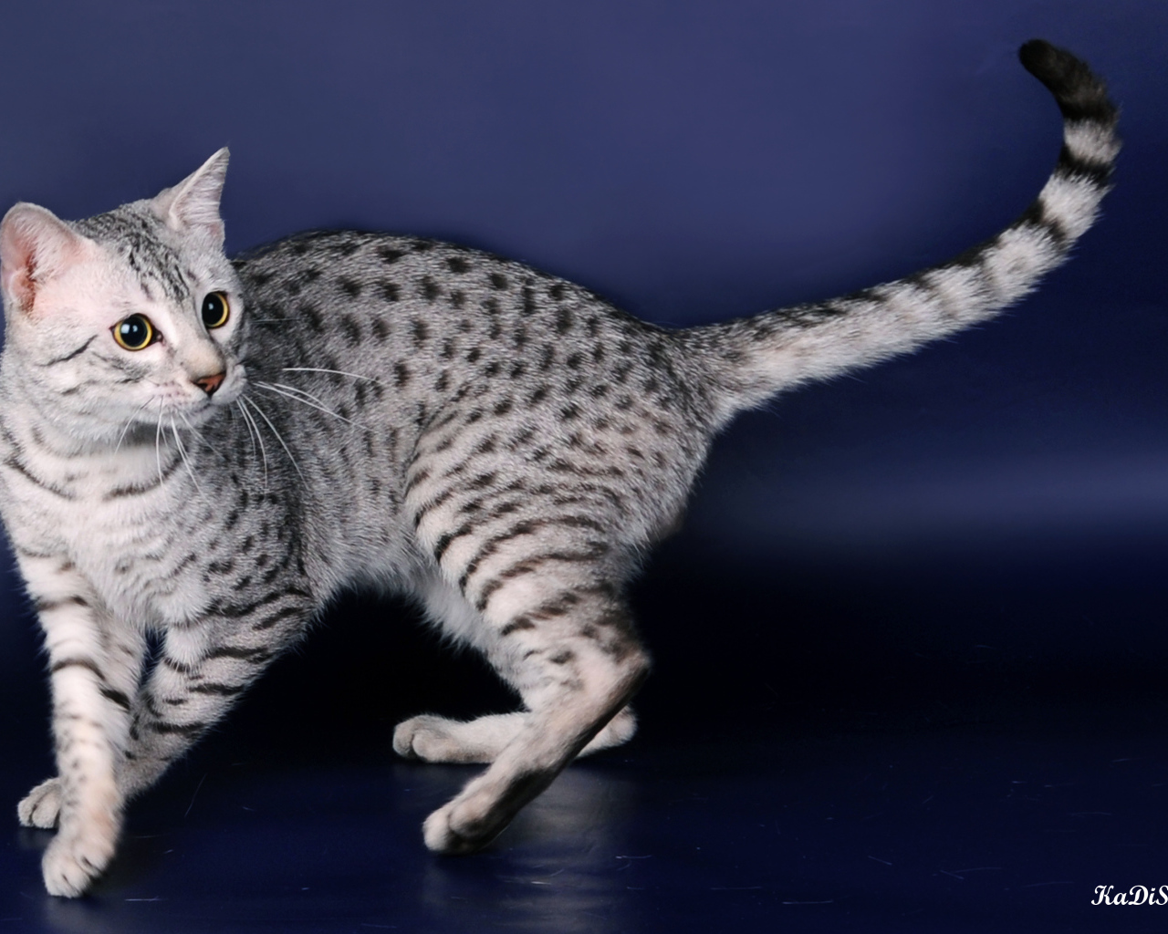 Порода кошек египетская мау