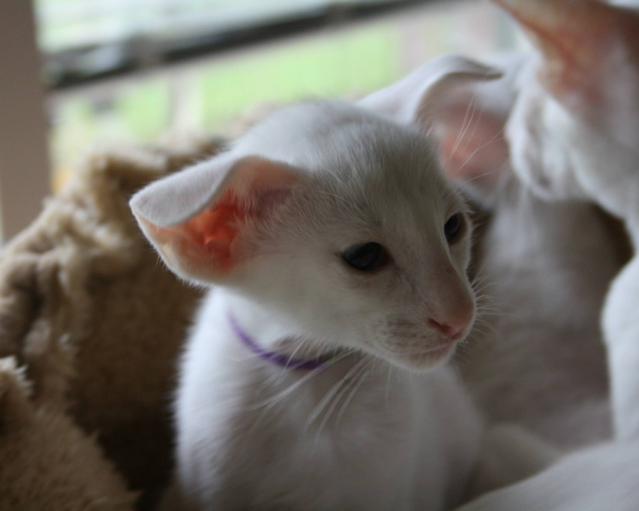 Порода кошек форин вайт