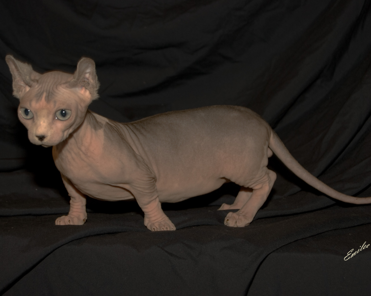 Порода кошек минскин