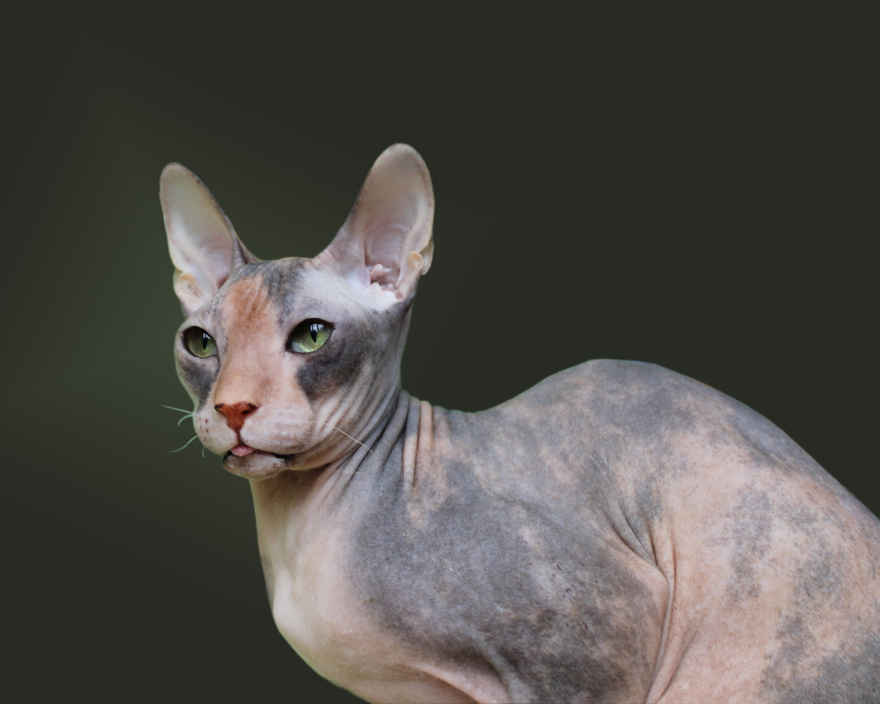 Порода кошек украинский левкой