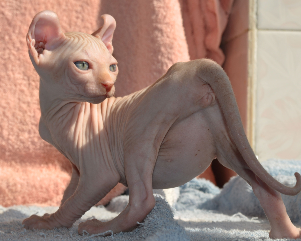 Кошка породы минскин