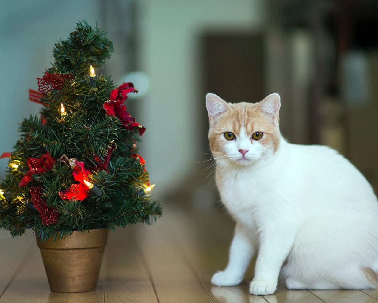 Кот празднует Новый год