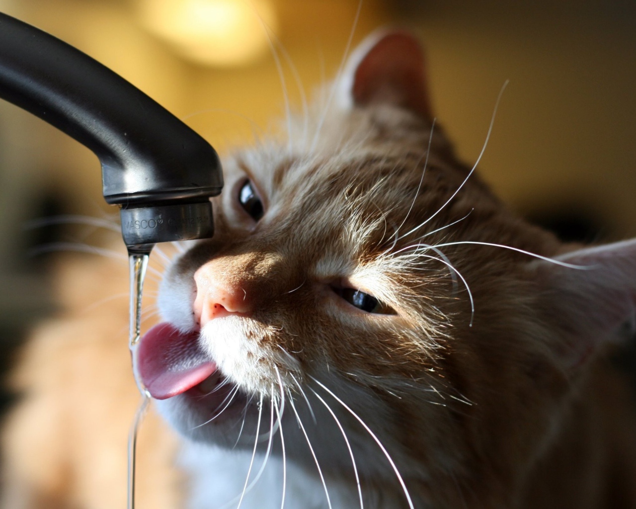 Кошка пьет воду из крана
