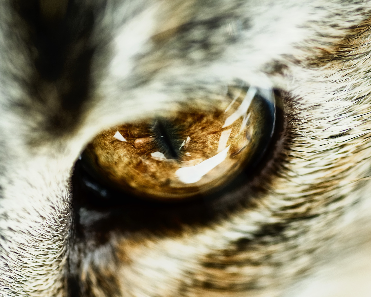 Глаз кота