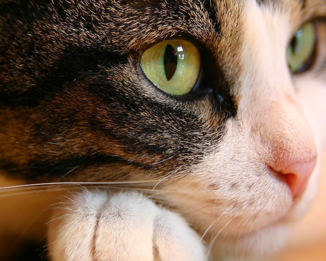 Кошачьи глаза