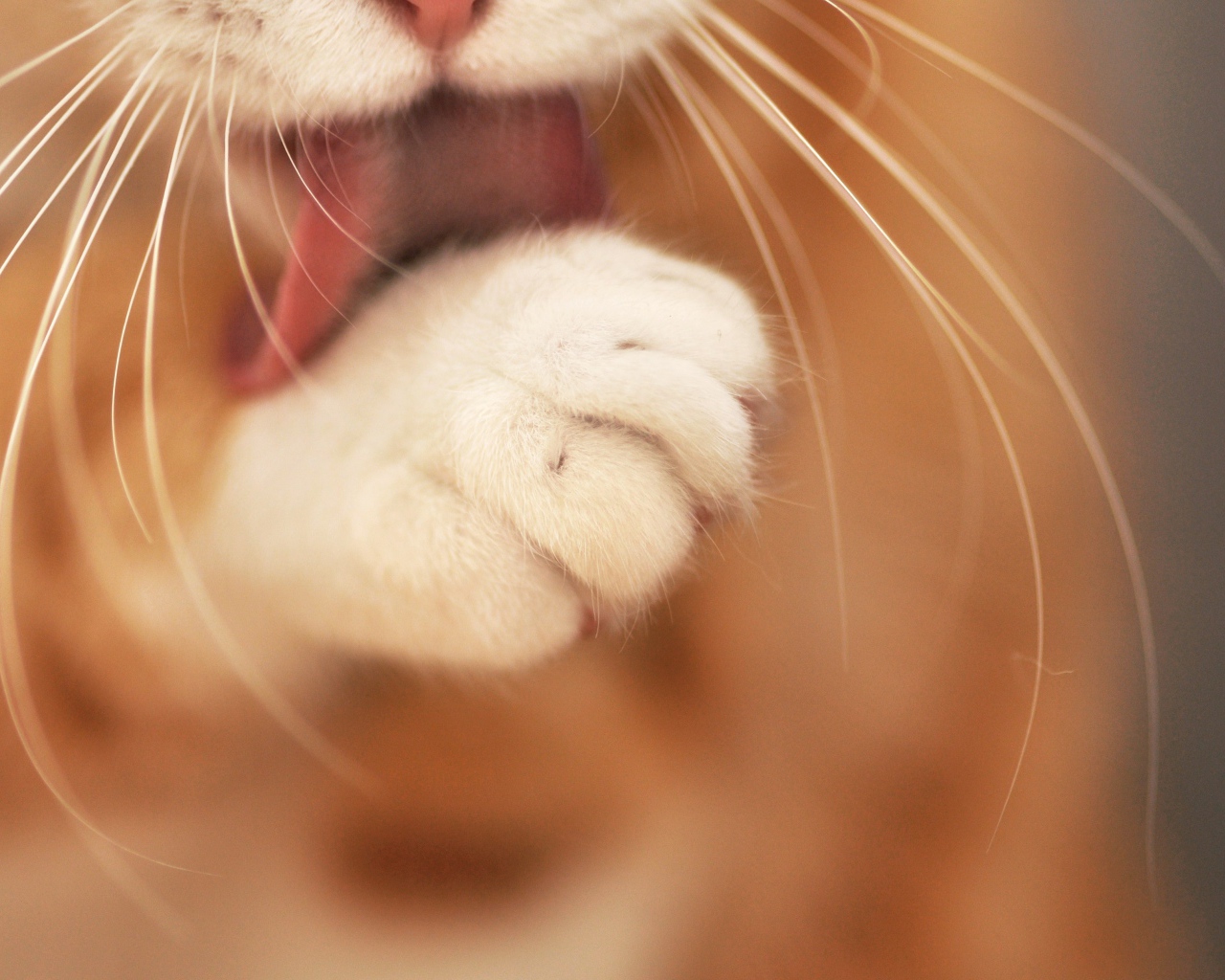 Кот лижет лапу