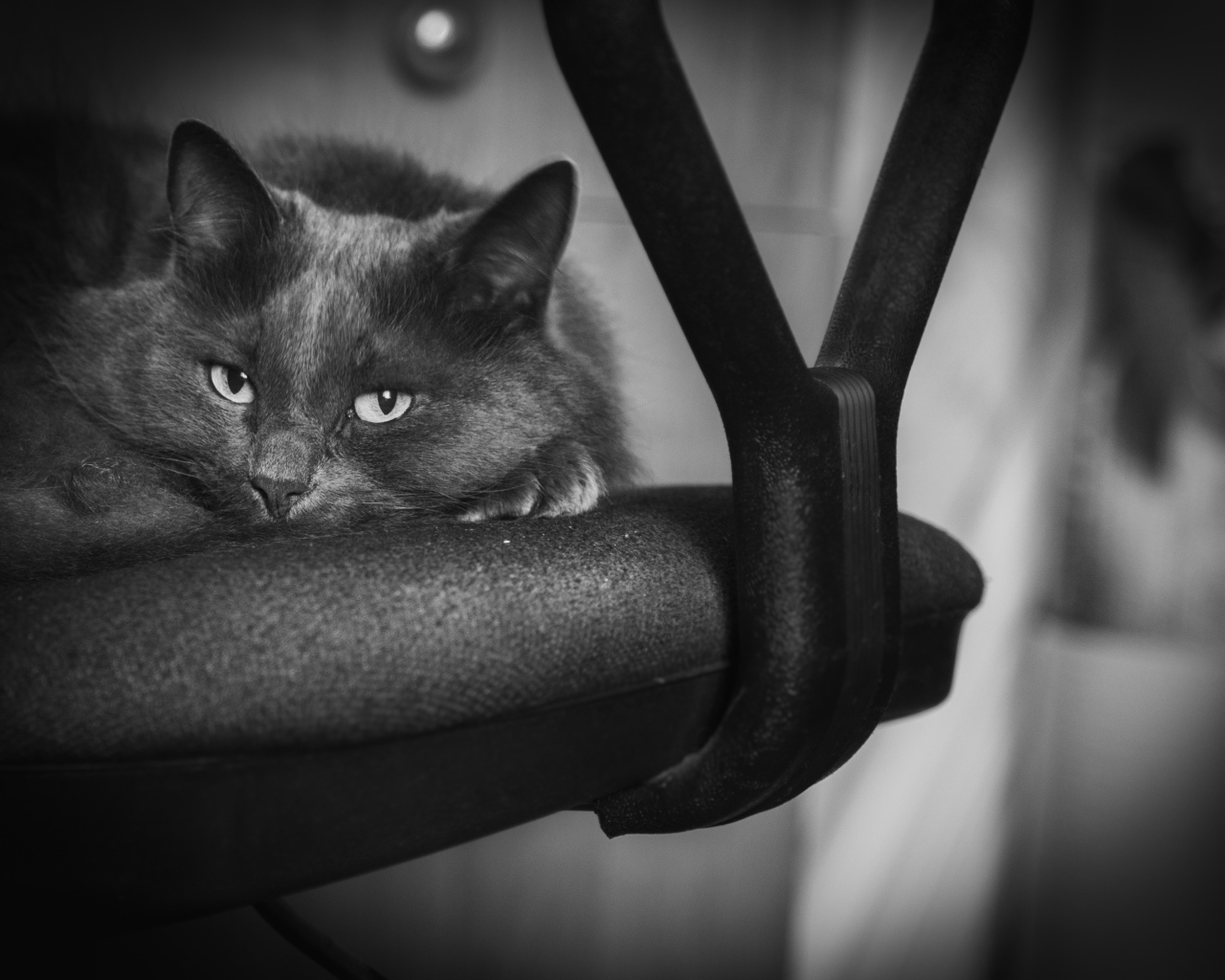 Котик лежит на стуле