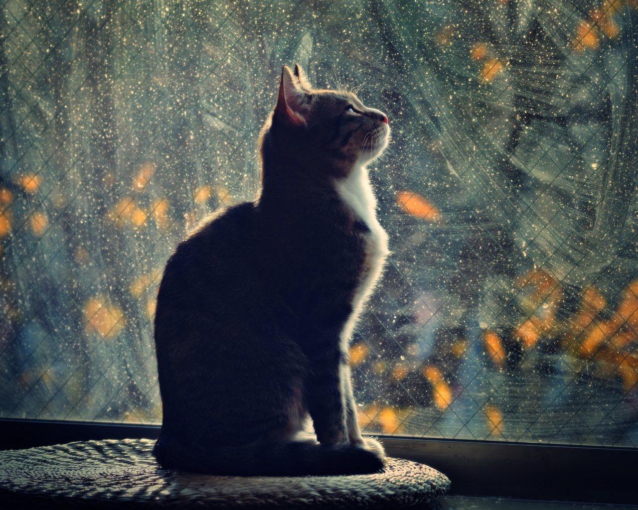 Кот смотрит в окно