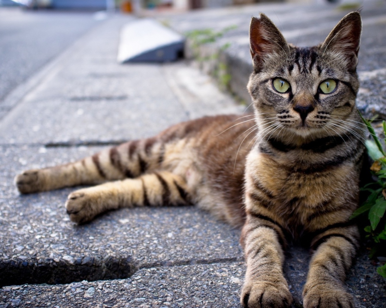 Кот лежит на улице