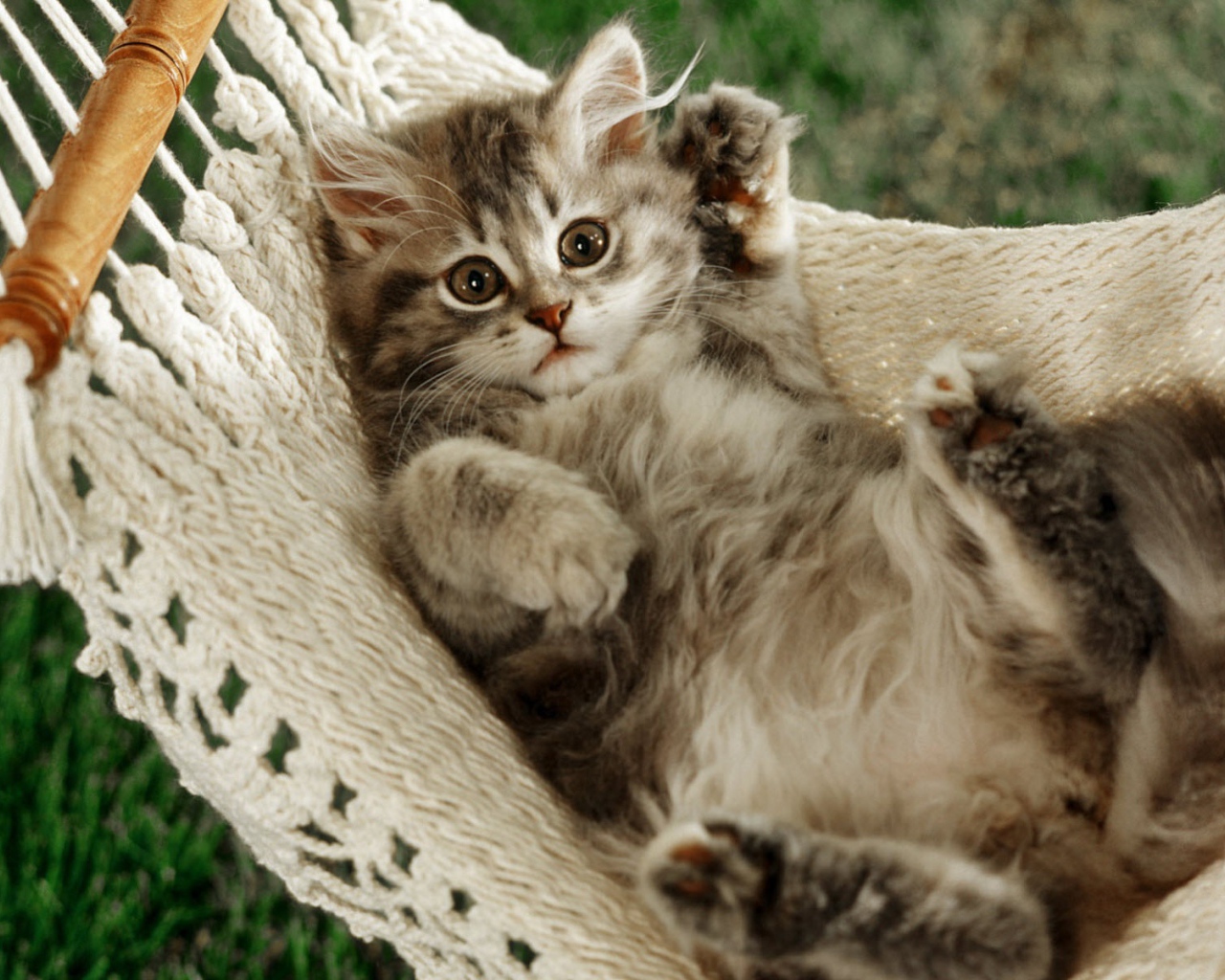 Кот в гамаке