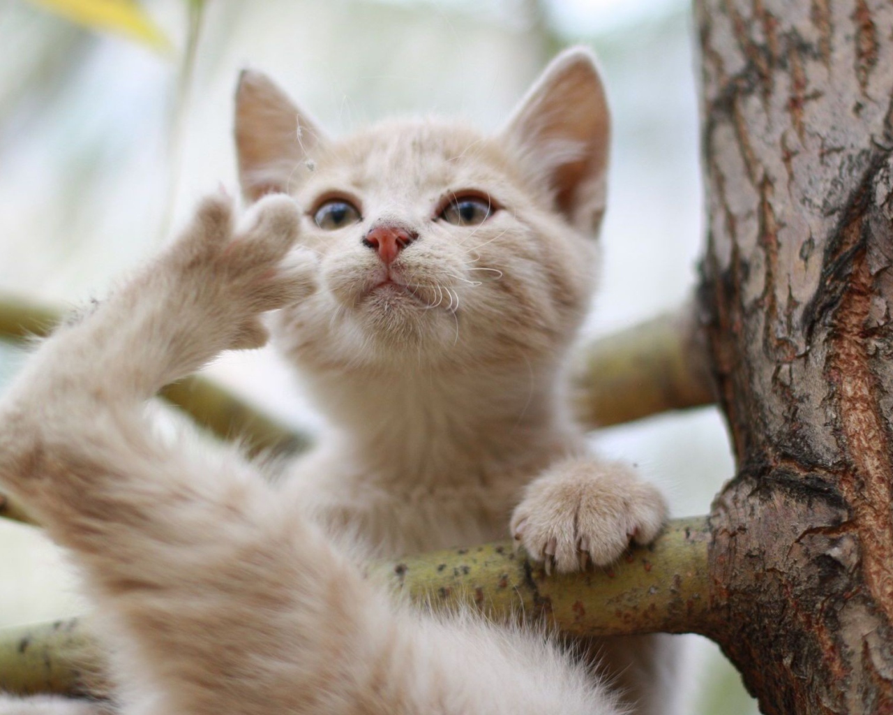 Кот на ветке дерева