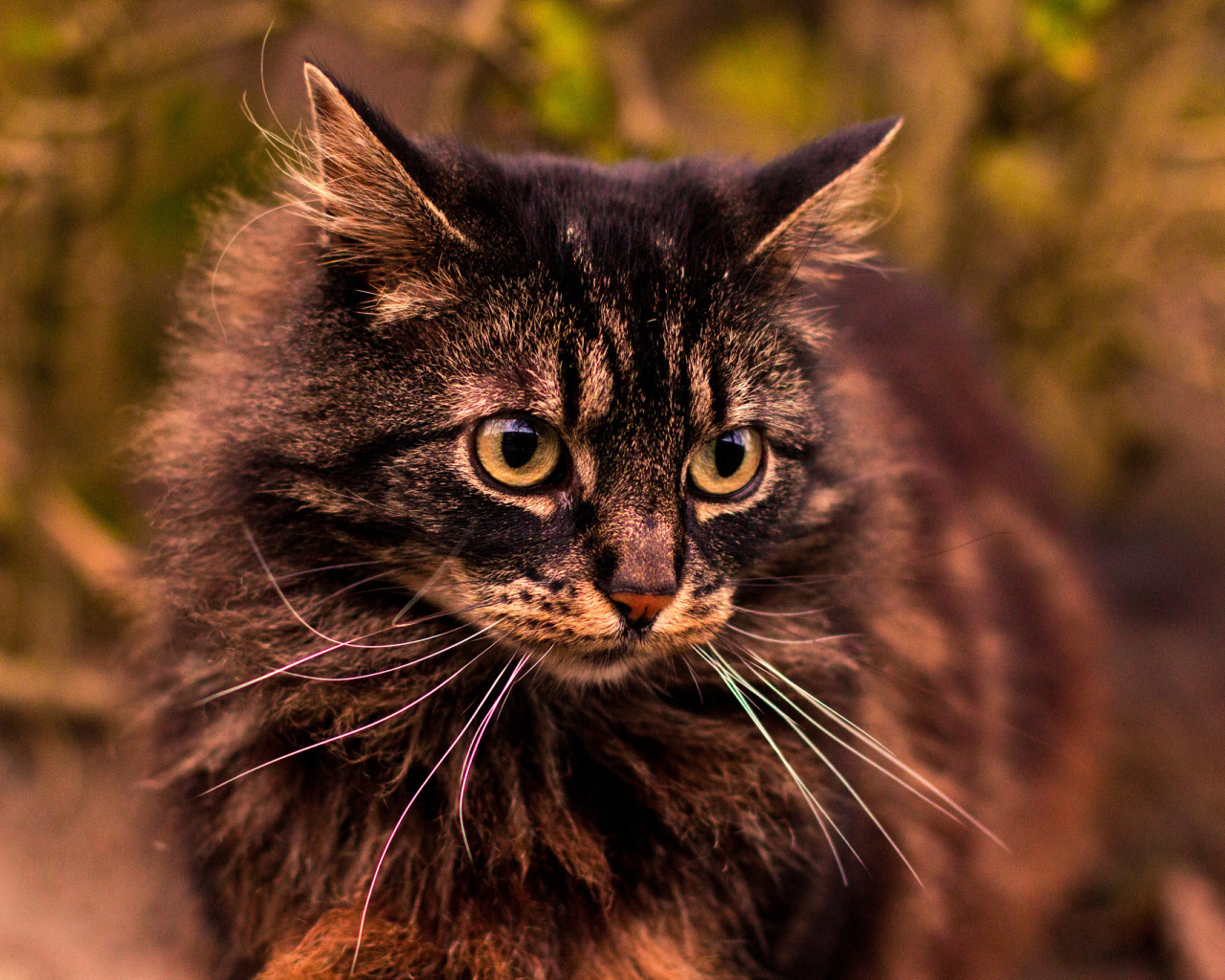 Кот на прогулке