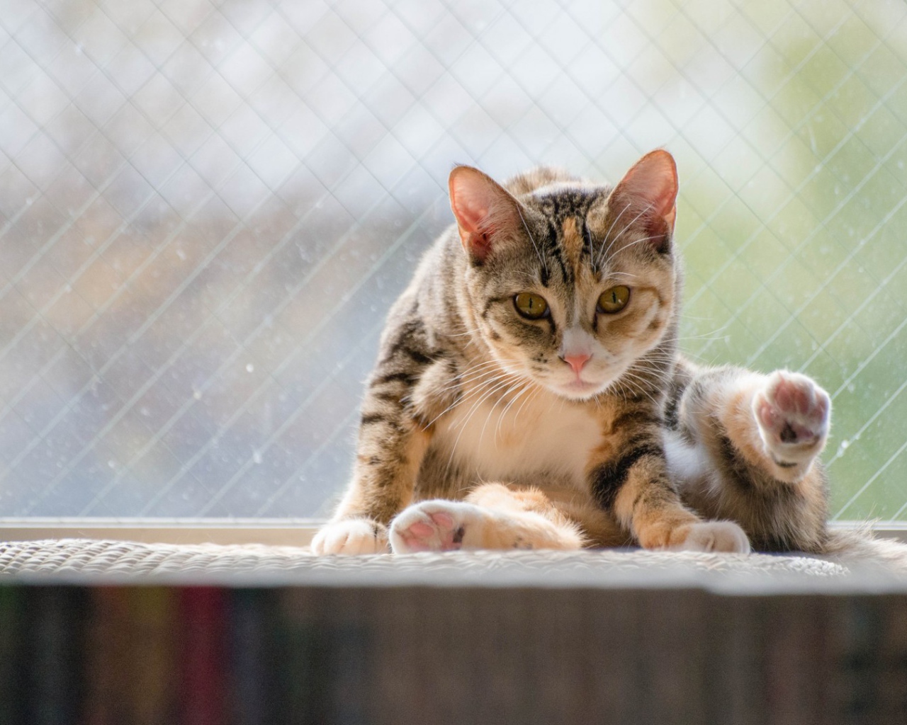 Kот на подоконнике