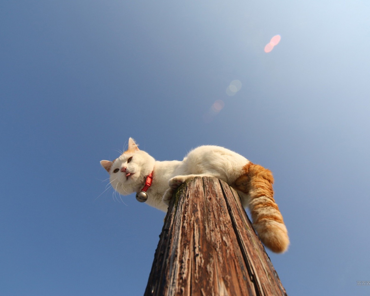 Кот на деревянном столбе