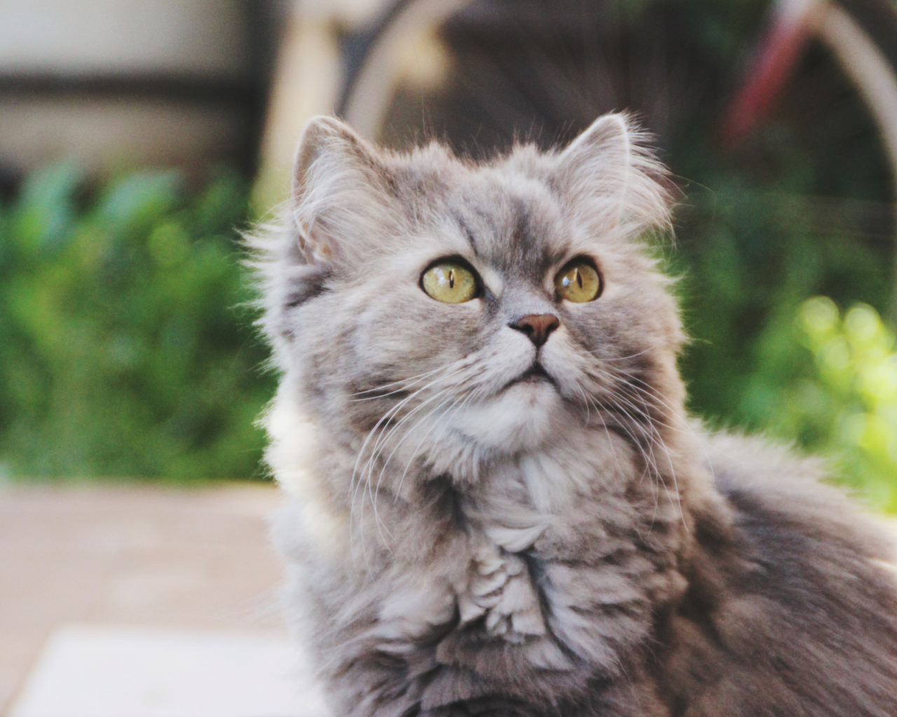 Кошка на улице