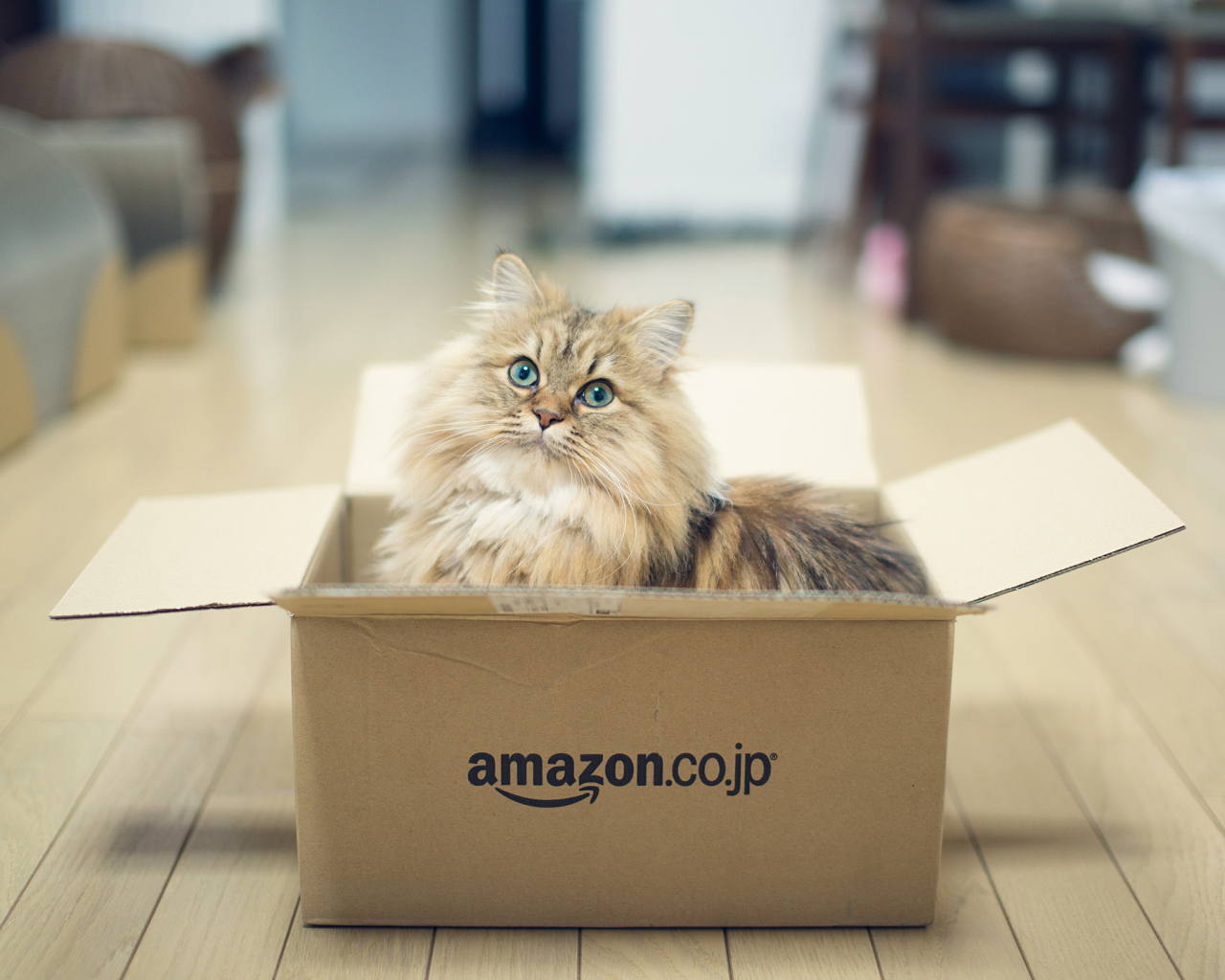 Кот играет в коробке