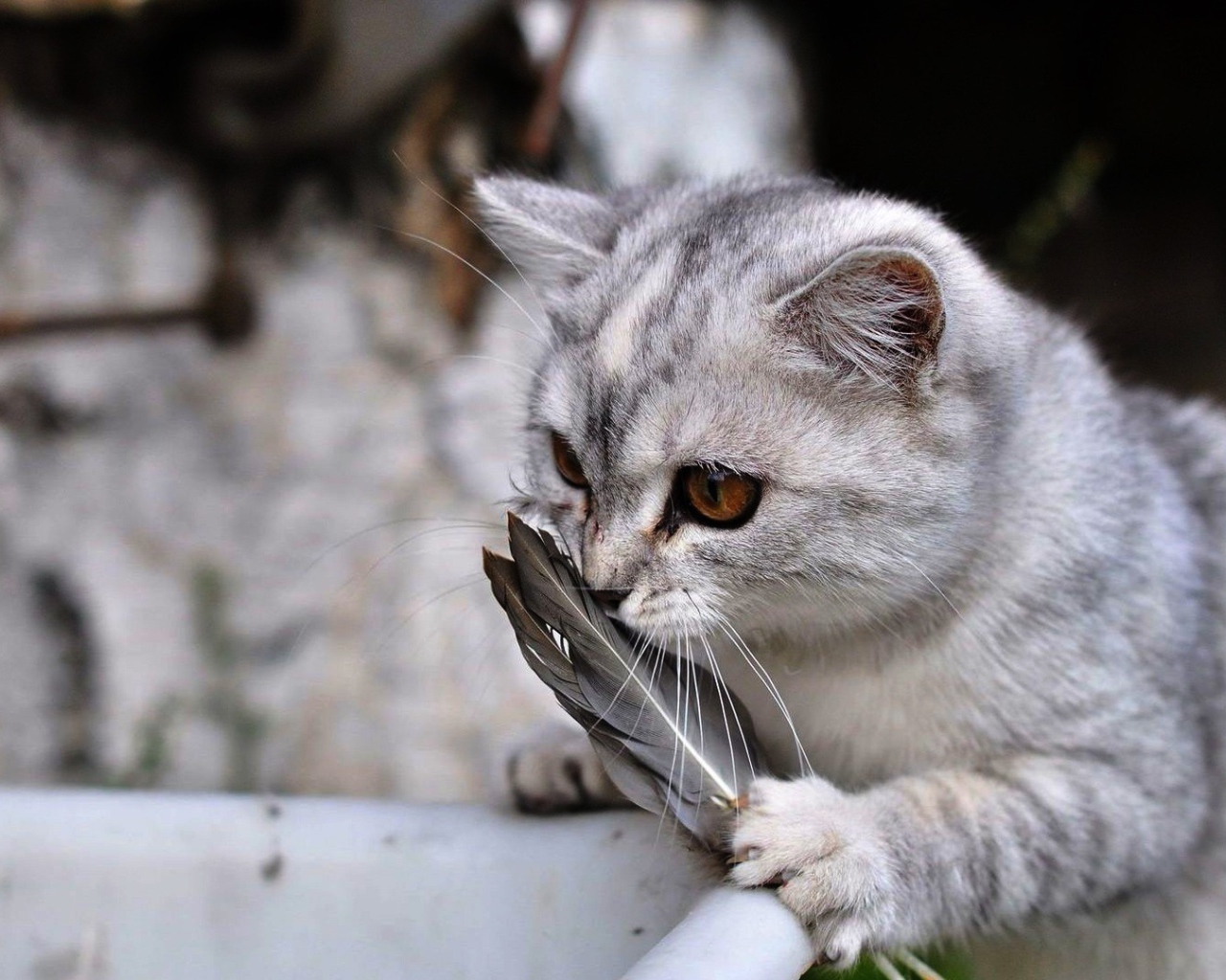 Кот играет с перьями