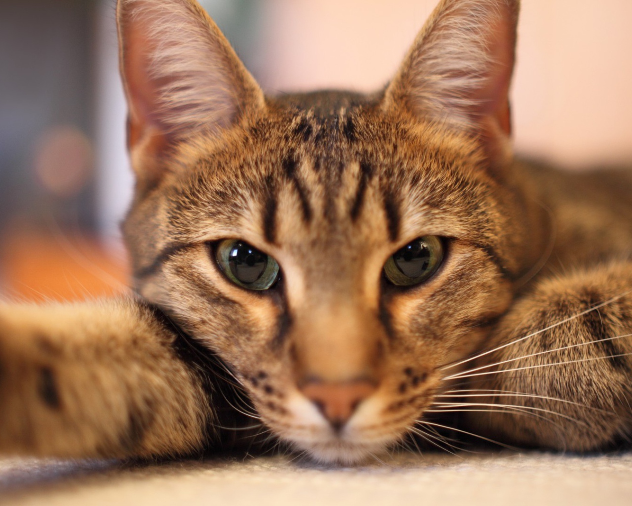 Кот отдыхает