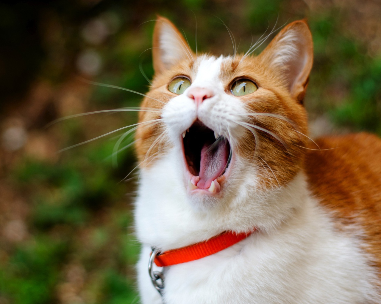 Кошачья ария