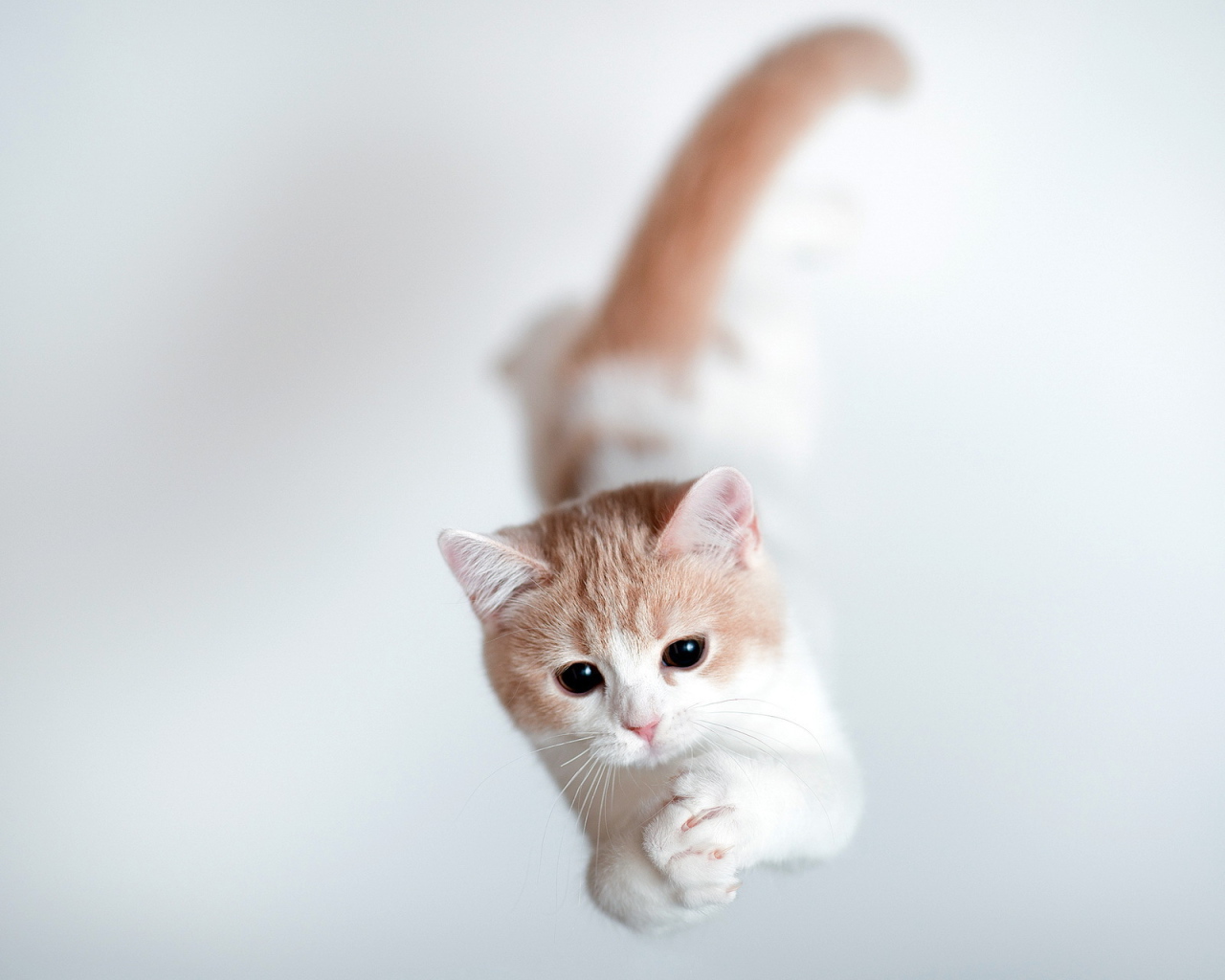 Кошка тороде