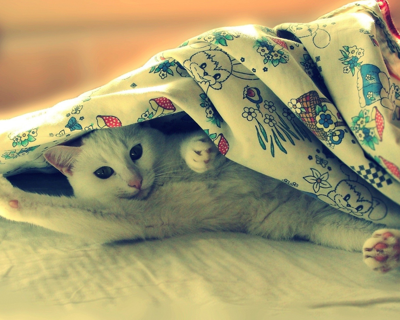 Кот под одеялом