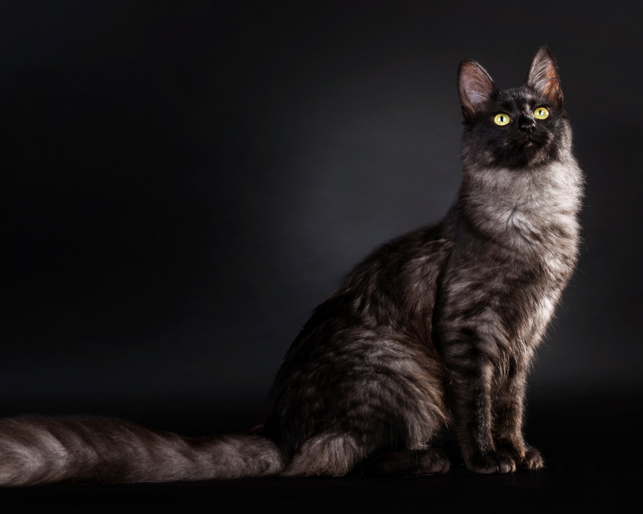 Кошка с пушистым хвостом