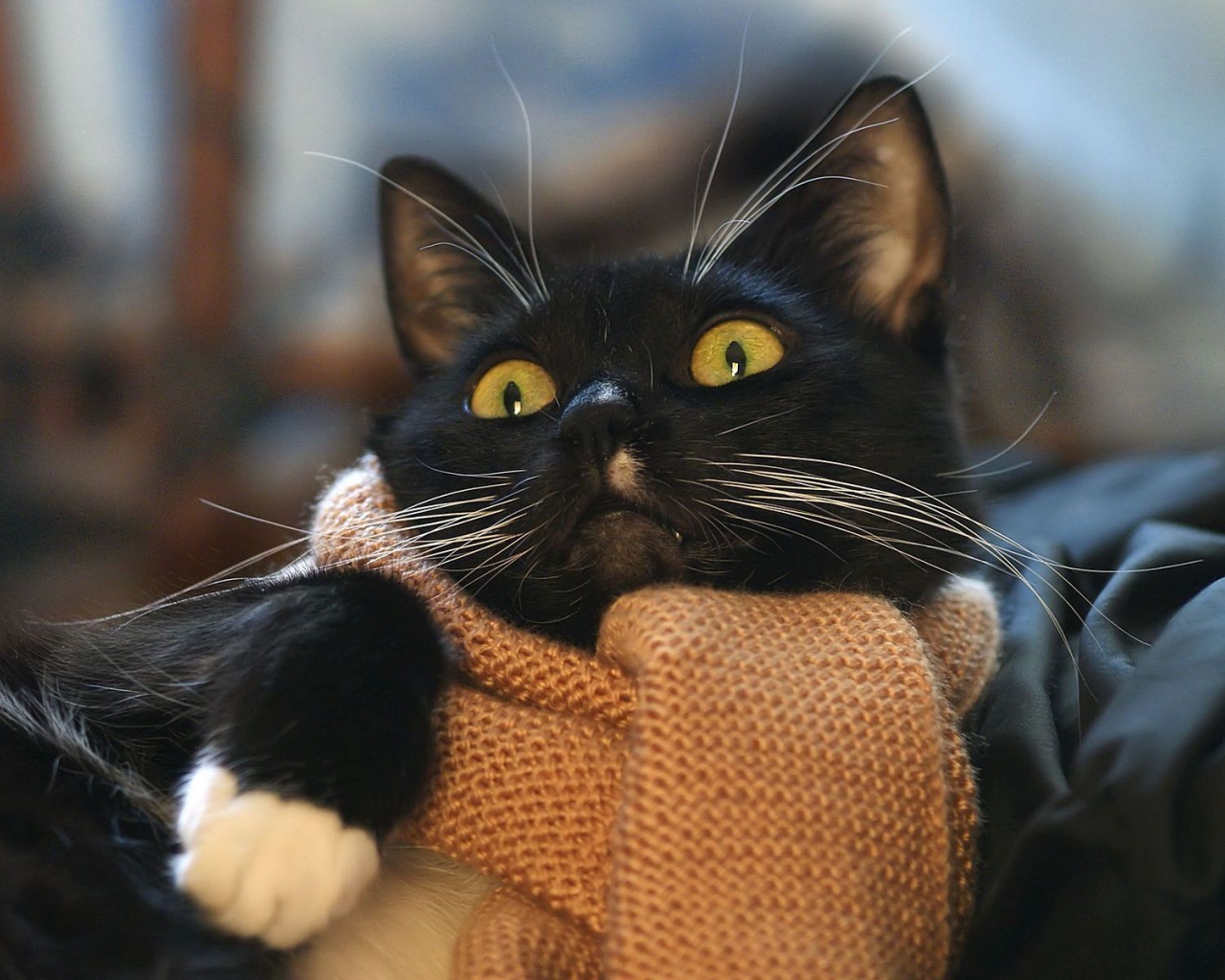 Кот с шарфом