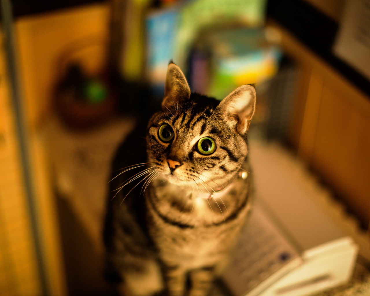 Кошка с большими глазами