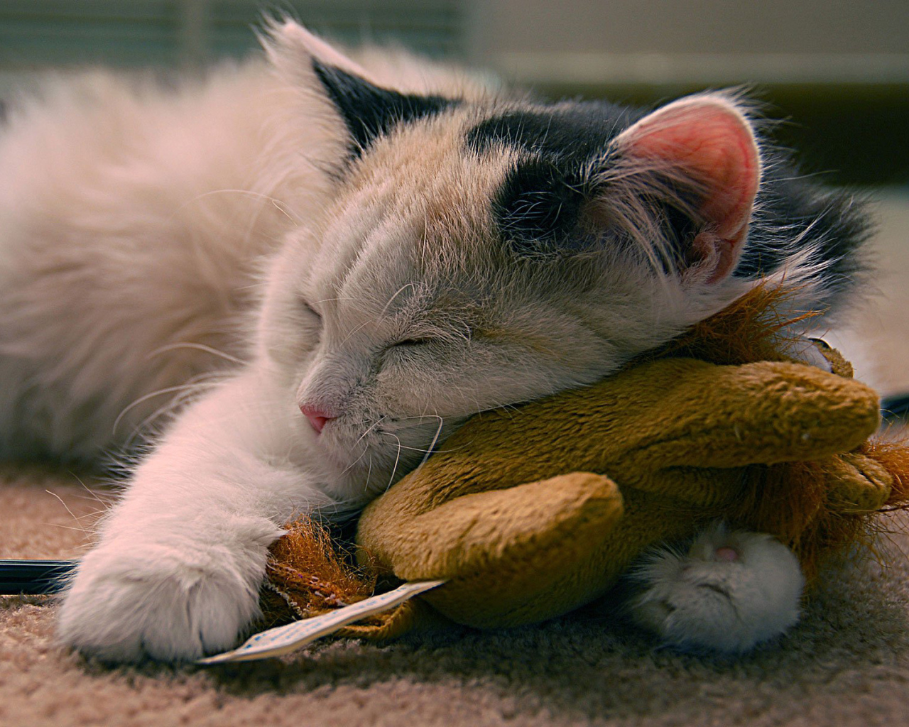 Кот с любимой игрушкой