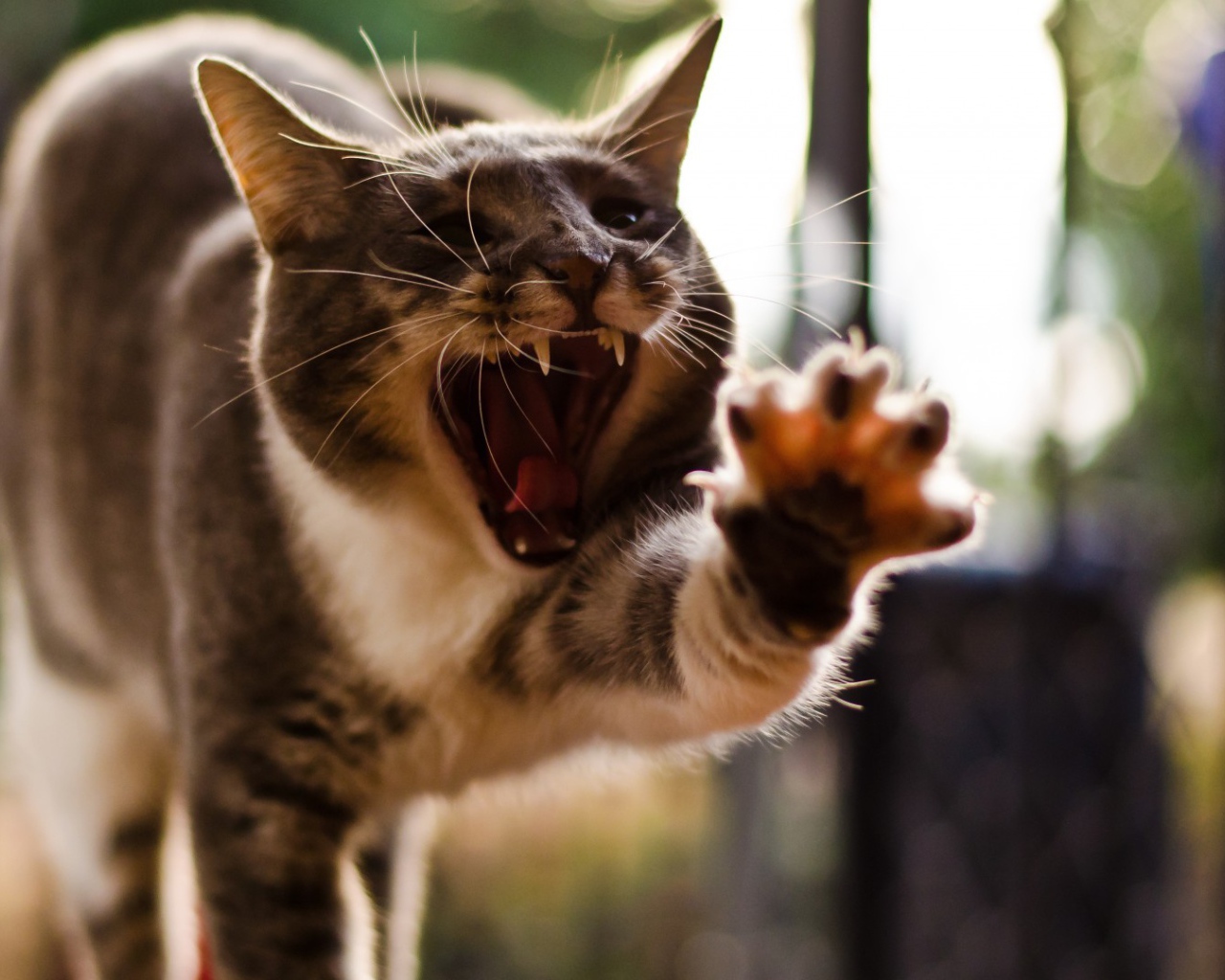 Кот с открытым ртом