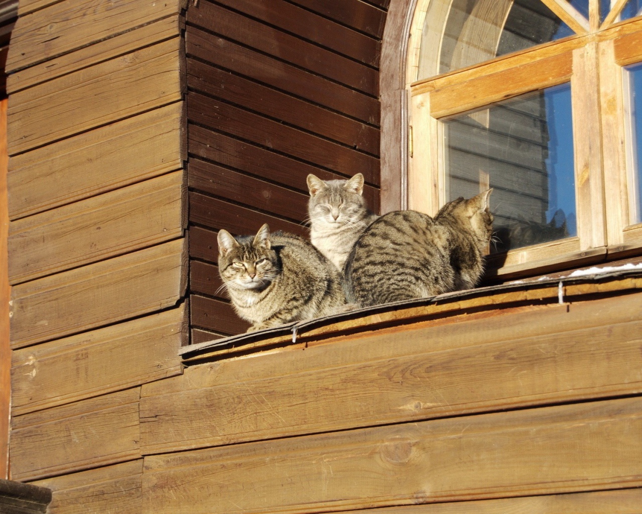 Кошки греются на солнце