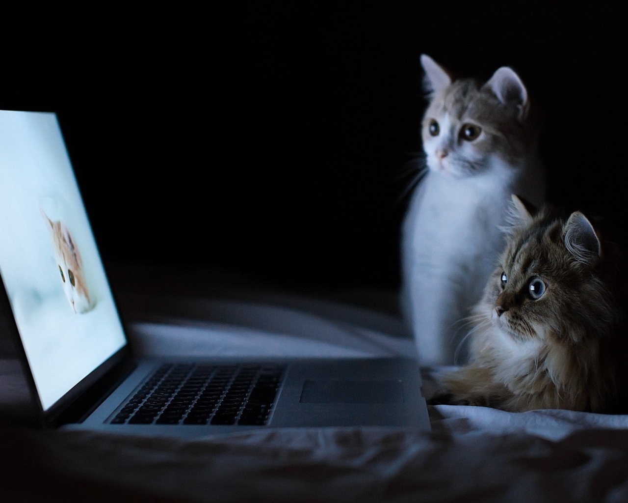 Кошки у компьютера