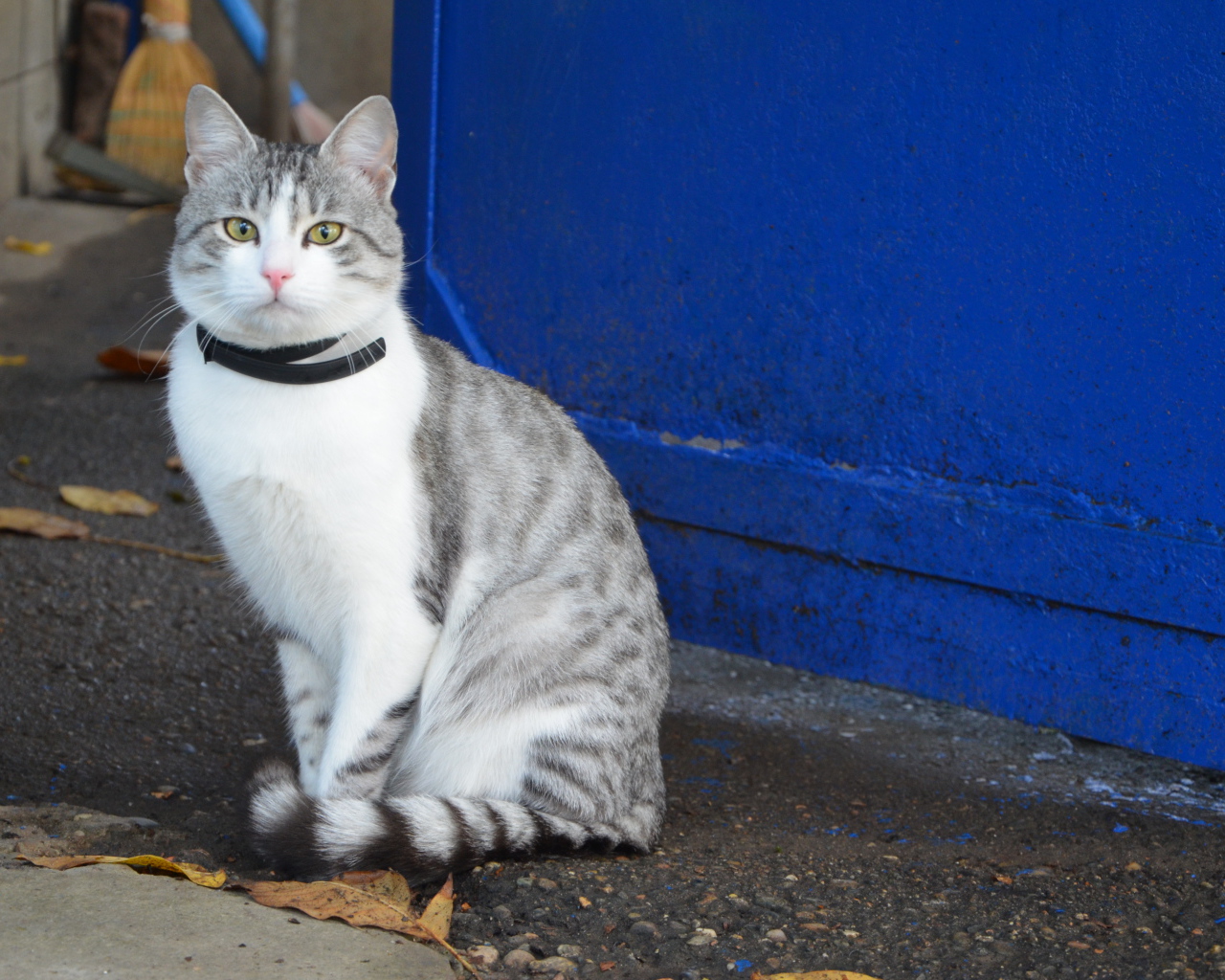 Ошейник у аравийского мау