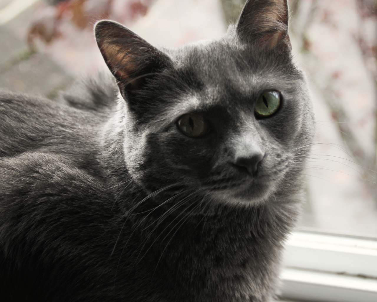 Довольный кот корат