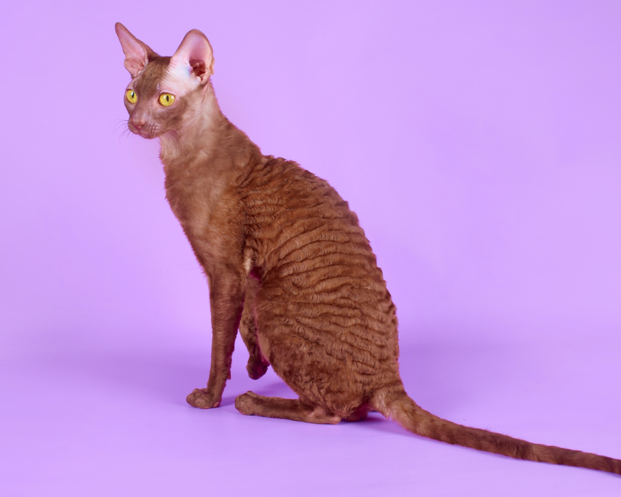 Коричневый корниш рекс