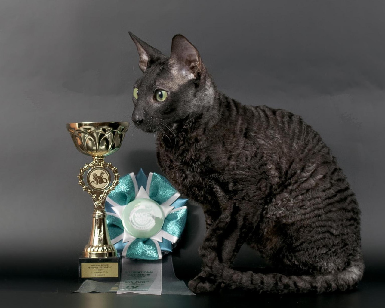 Кот корниш рекс с наградами