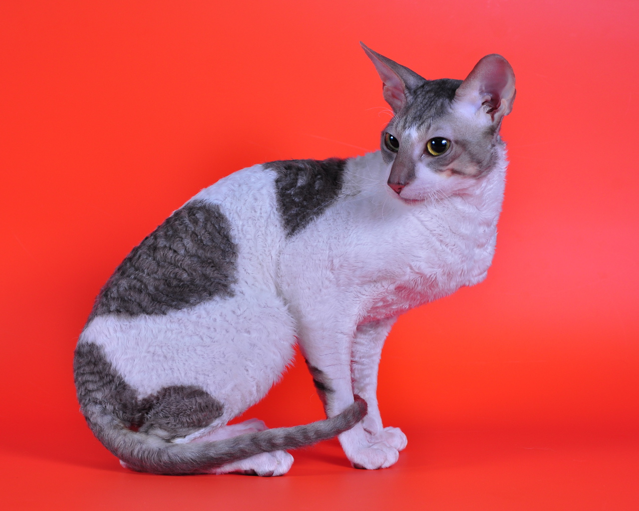 Корниш рекс на красном фоне