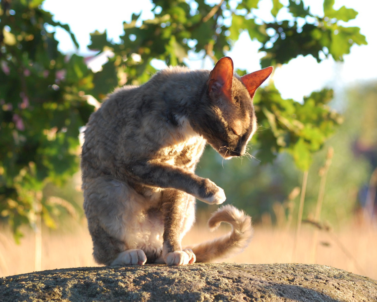 Корниш рекс умывается