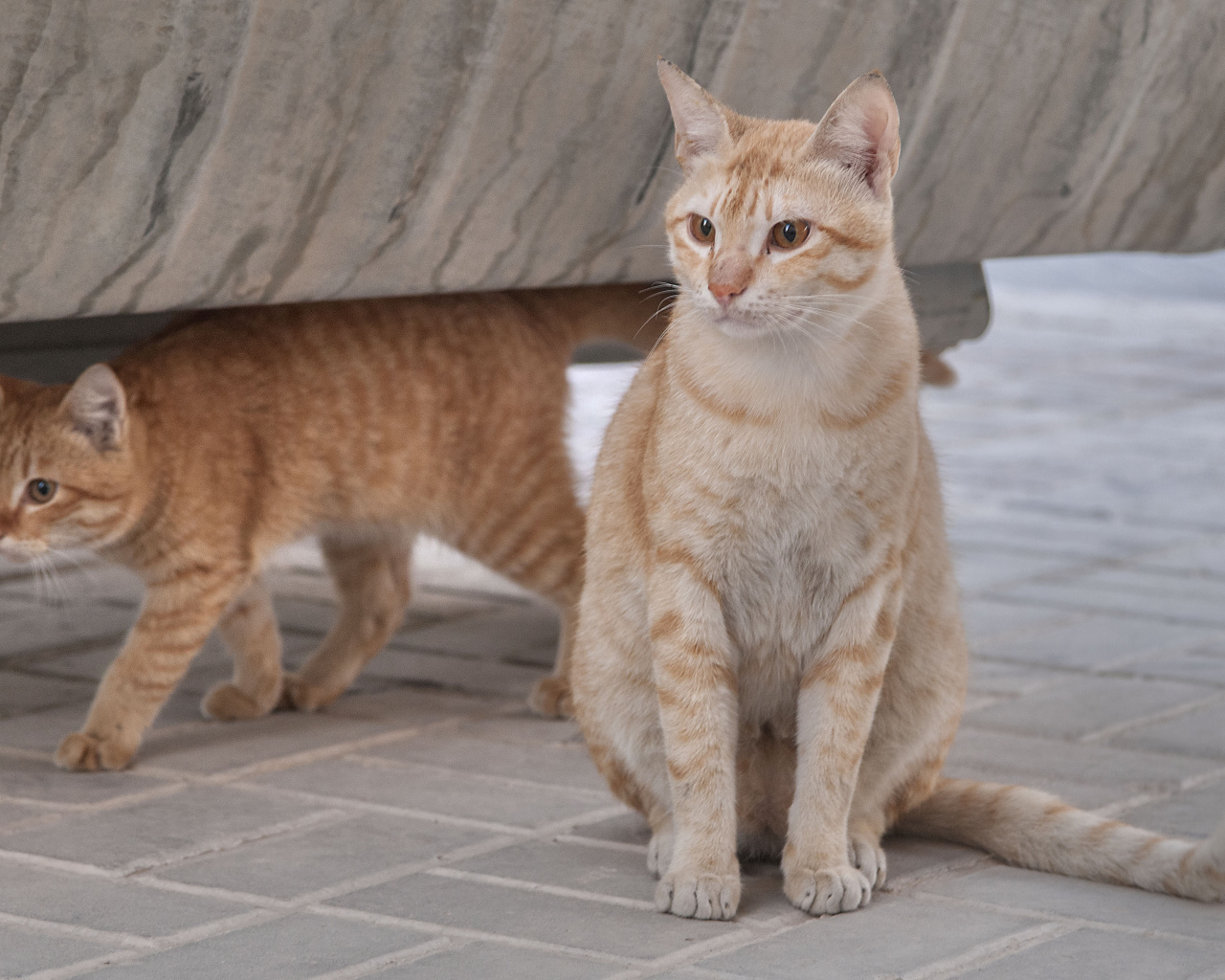 Пара кошек аравийский мау