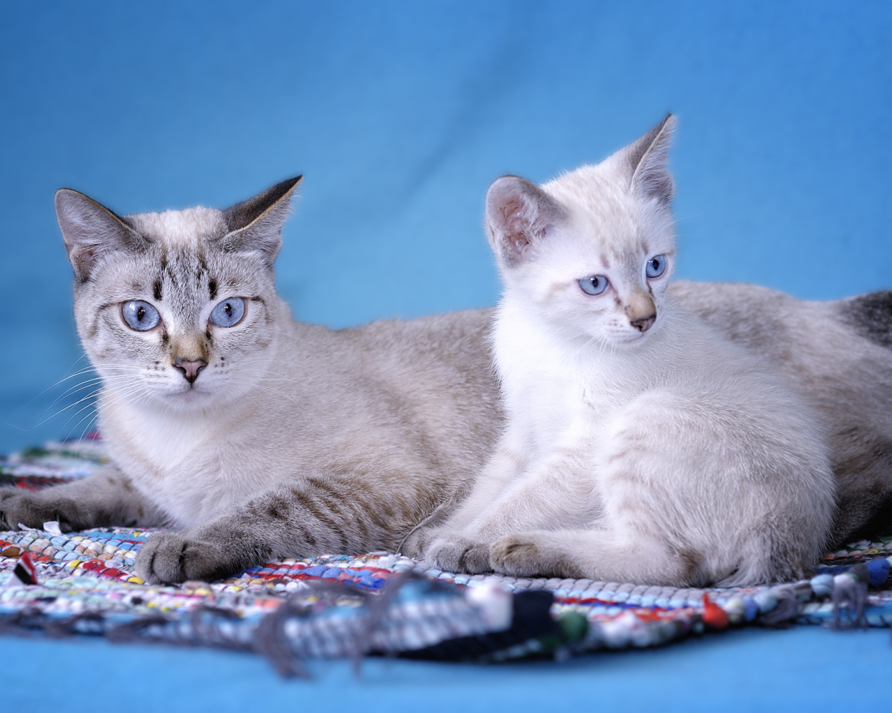 Пара кошек меконгский бобтейл
