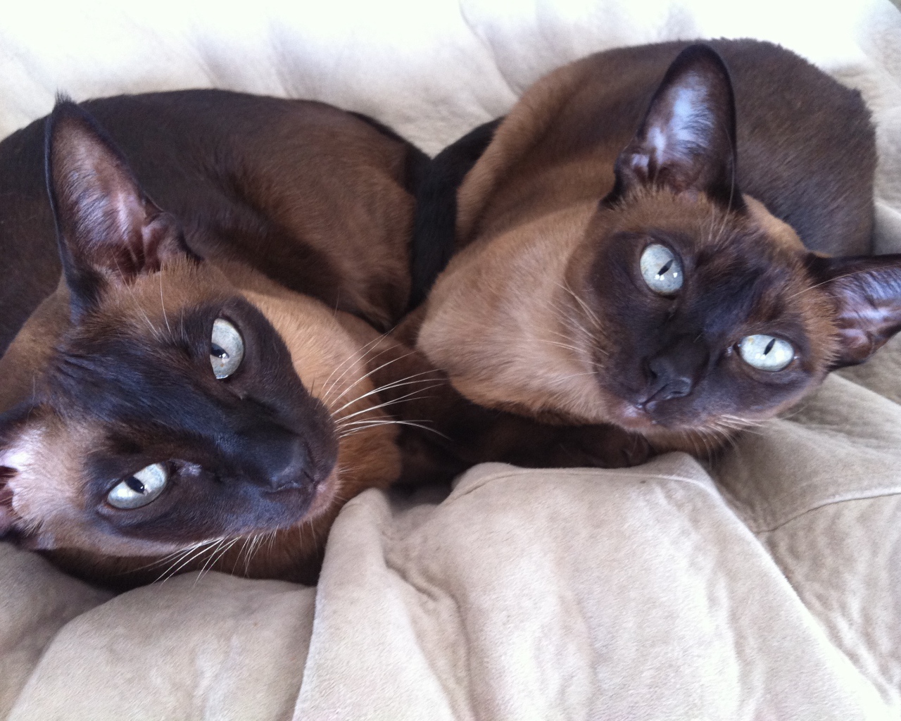 Пара тонкинских кошек