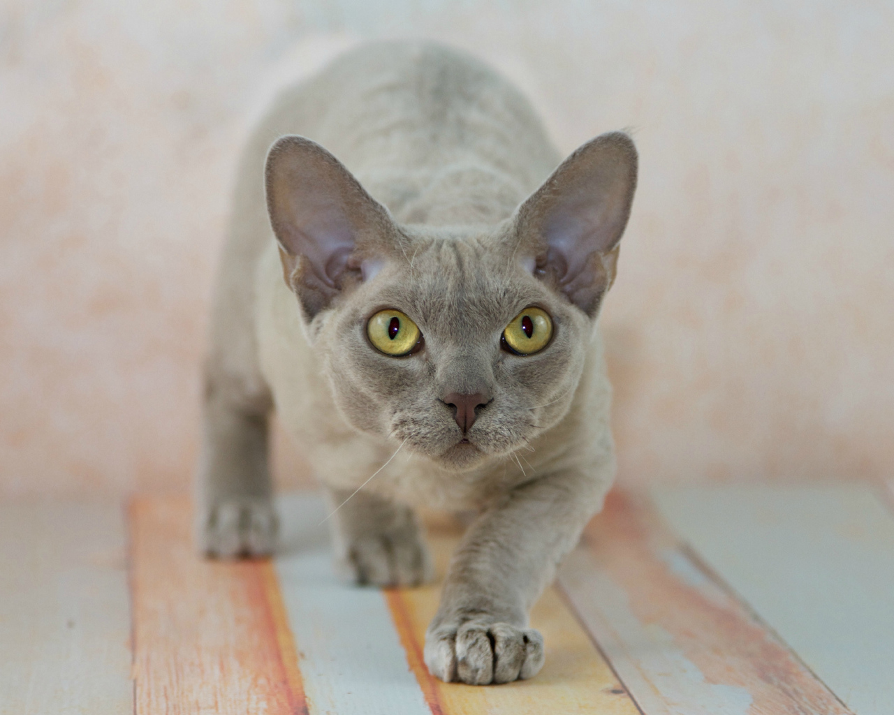 Крадущийся девон-рекс