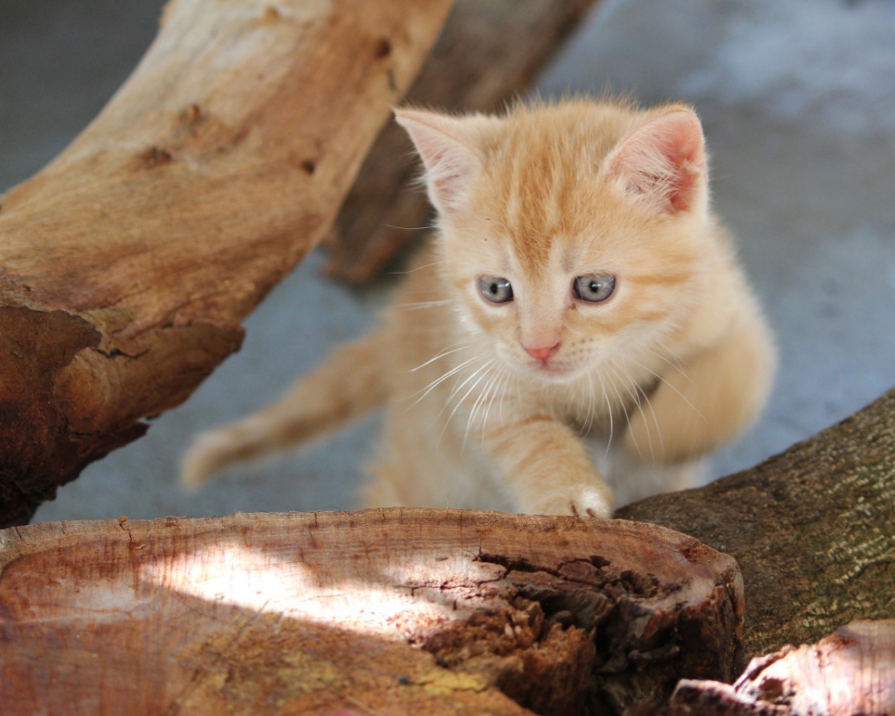 Любопытный котенок