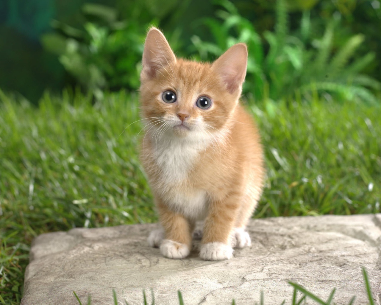 Curious tabby kitten