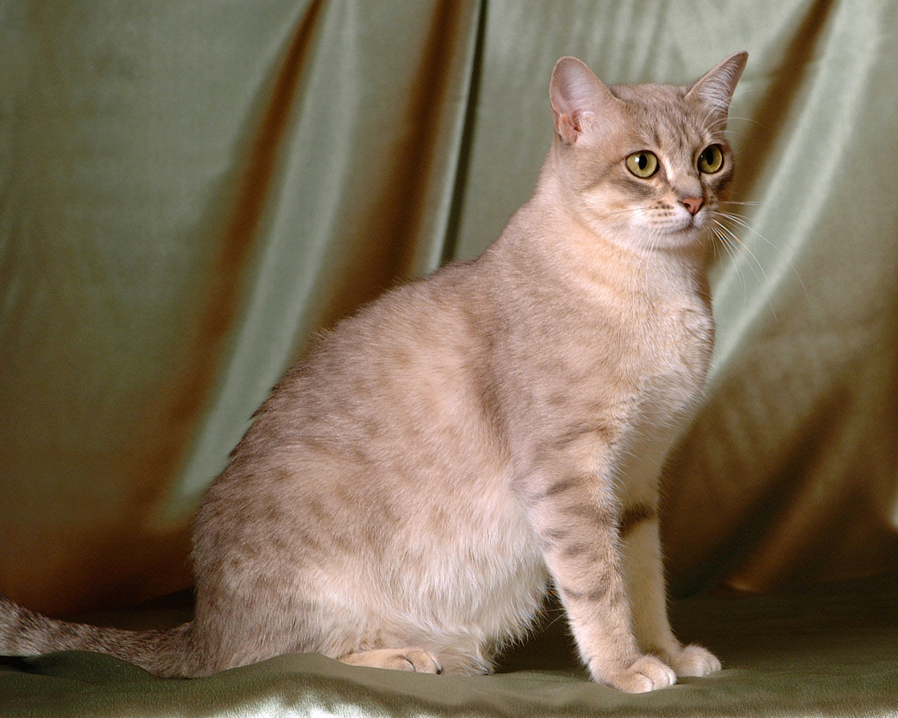 Милый австралийский мист